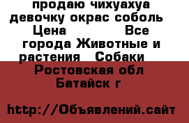 продаю чихуахуа девочку,окрас соболь › Цена ­ 25 000 - Все города Животные и растения » Собаки   . Ростовская обл.,Батайск г.